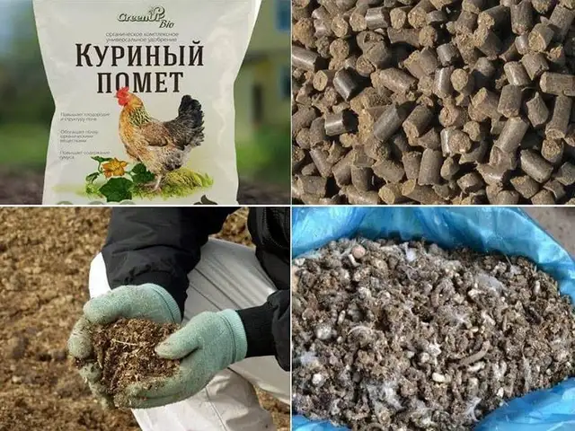 Охлоти мург, Худжанд