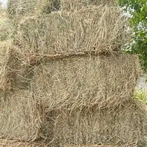 Пресси рушка, Дӯстӣ (Ҷиликул)