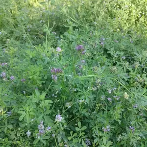Алафи Юнучка, Худжанд