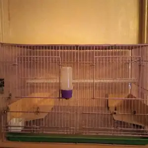 Клетка, Душанбе