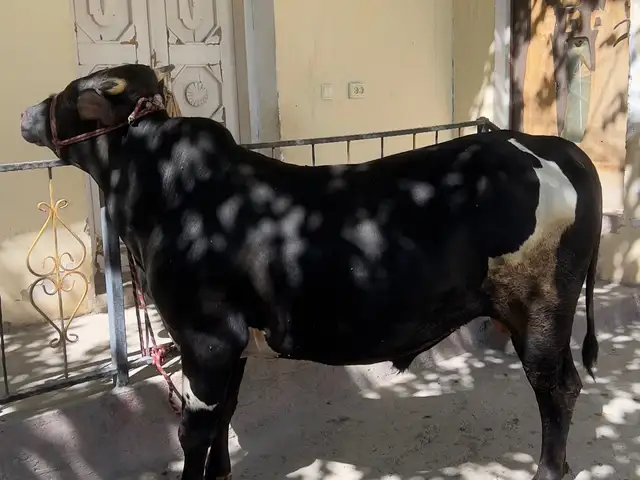 Бука, Хуҷанд