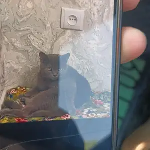 Шотландское кошка, Душанбе