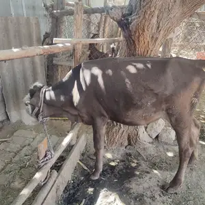 Ғуночин, Джалолиддин Балхи (Руми)