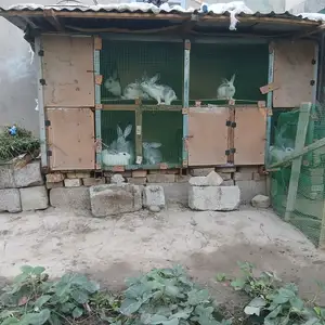 12 заргуш 1 очагиш 5 бачаи калон 6 майдоҳош, Вахдат