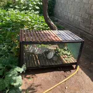 Кролик, Турсунзаде