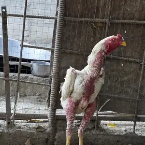 Тухми дакан, Фархор