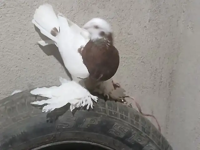 Кафтар, Душанбе