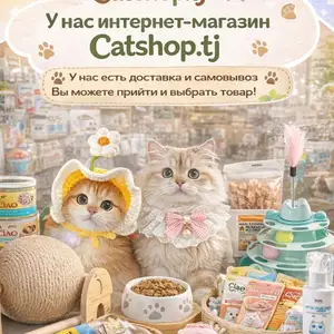 Латок для кошек, Худжанд