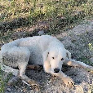 Саг бепул, Конибодом