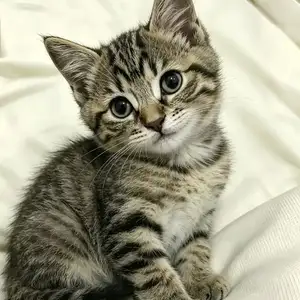 Котята в добрые руки, Душанбе