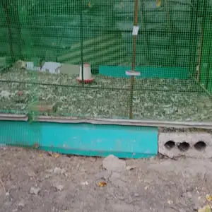 Клетка, Турсунзаде