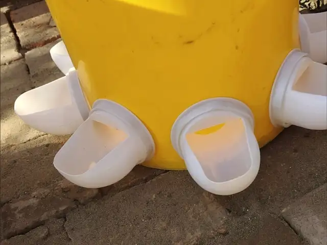 Кормушка, Душанбе