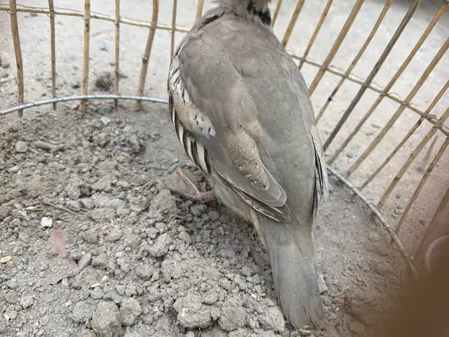Кабки ванч, Душанбе