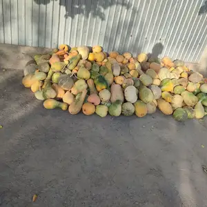 Каду барои чорво, Худжанд