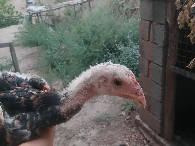 Чӯҷа, Турсунзаде