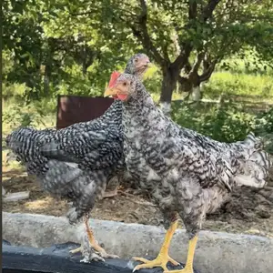 Чуча, Истаравшан