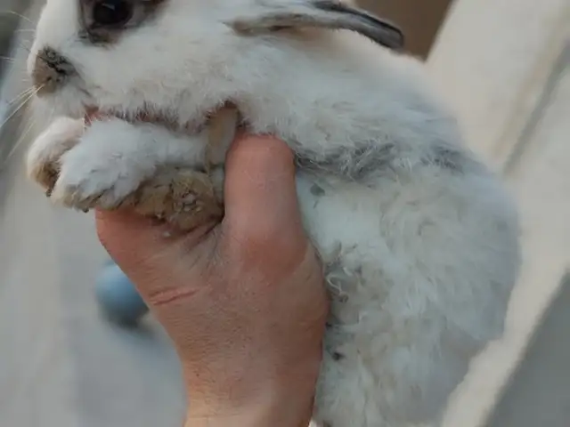 Харгушча, Душанбе