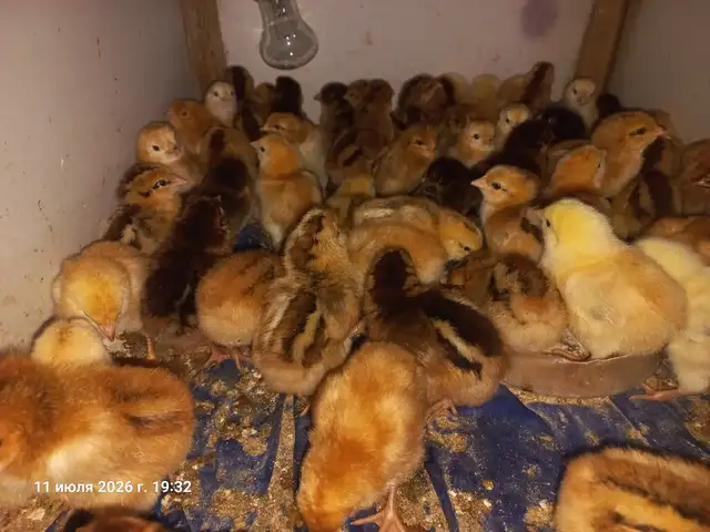 Чучаи Ломан браун, Дангара