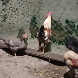 Хурузи Ломан, Турсунзаде