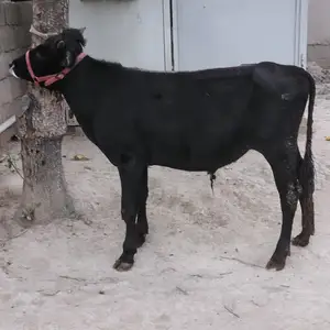 Букача, Душанбе