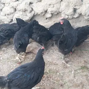 Хуруз, Хуҷанд