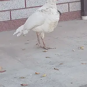 Индюк, Хуҷанд