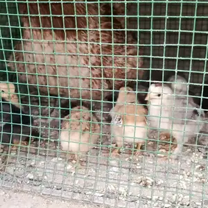Чучахои мурги хонаги, Турсунзаде