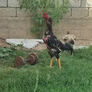 Тухми дакан, Душанбе