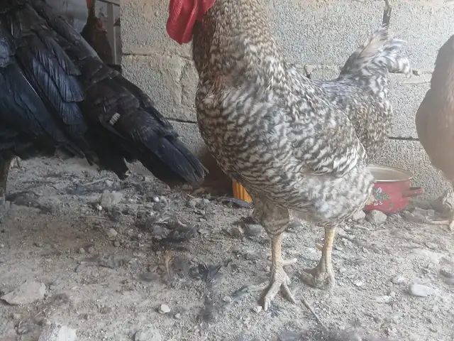 Хурӯси Доминант, Хуҷанд