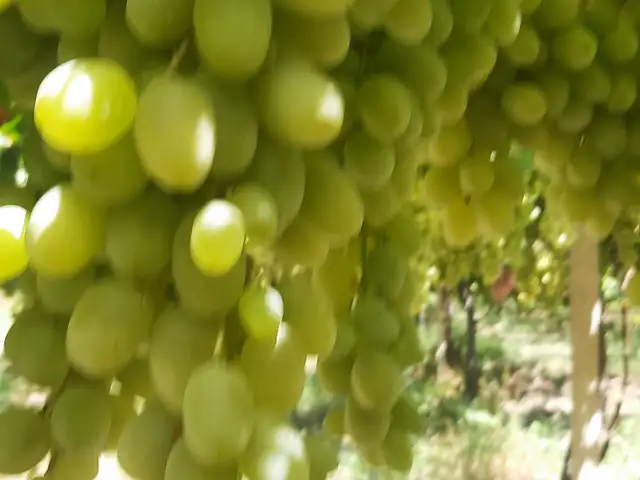 Ангур Ҳусайни, Турсунзаде