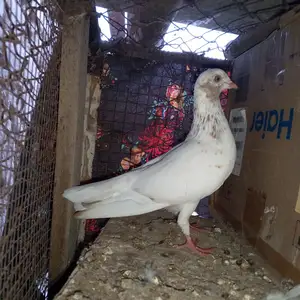 Кафтар, Бохтар (Курган-Тюбе)