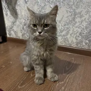 Котенок, Бохтар (Курган-Тюбе)
