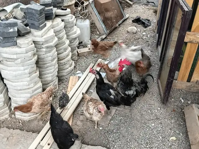 Тухмкун, Душанбе