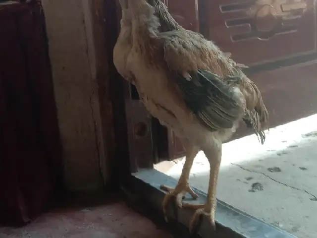 Мокиён Дакан, Душанбе