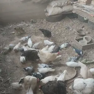 Кафтархо, Вахдат