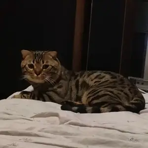 Кошка, Душанбе