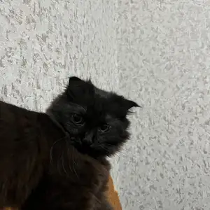 Кошка, Душанбе