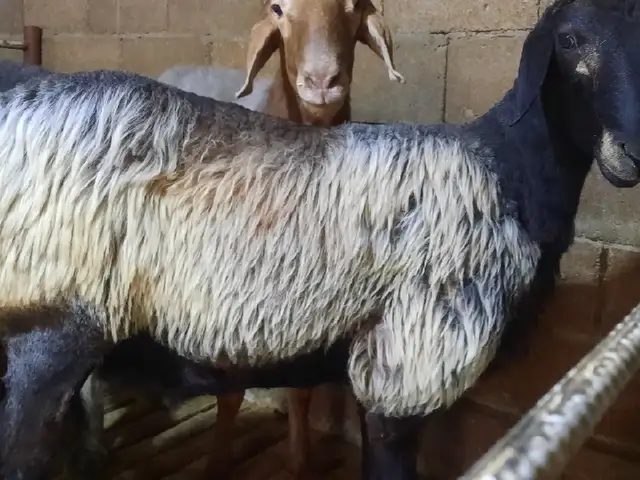 Баран, Худжанд