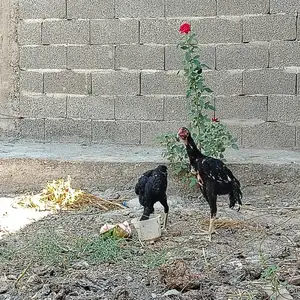 Чуча дакан, Конибодом