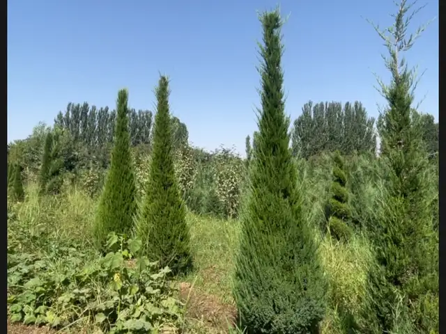 Можжевельник, Душанбе
