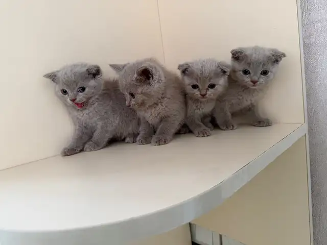 Чисто кровные шотландские голубые котята, Душанбе