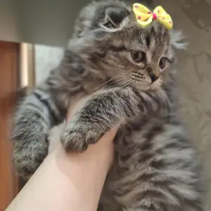 Шотландская вислоухая кошечка, Худжанд
