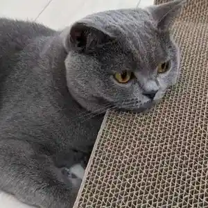 Кот на вязку, Душанбе