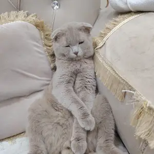Породистый кот, Душанбе