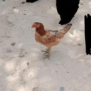 Мурги точики, Душанбе