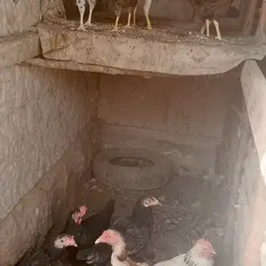 Мург, Бохтар (Курган-Тюбе)