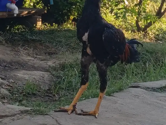 Чуча, Вахдат