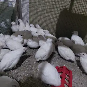 Бедона техасский, Канибадам