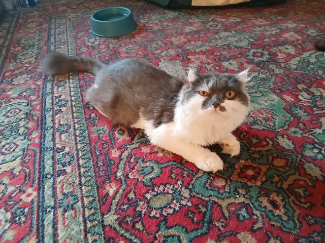 Шотландская кошка, Душанбе