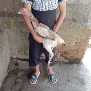 Тухми дакан, Вахдат